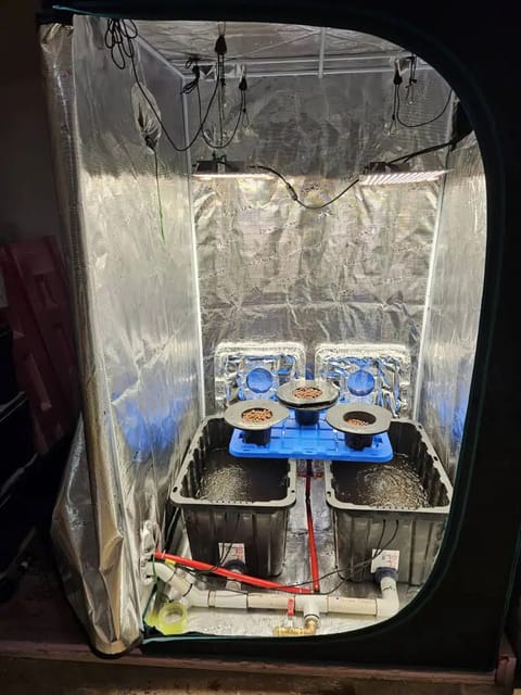 Grow #1 — grow_setup, day 1