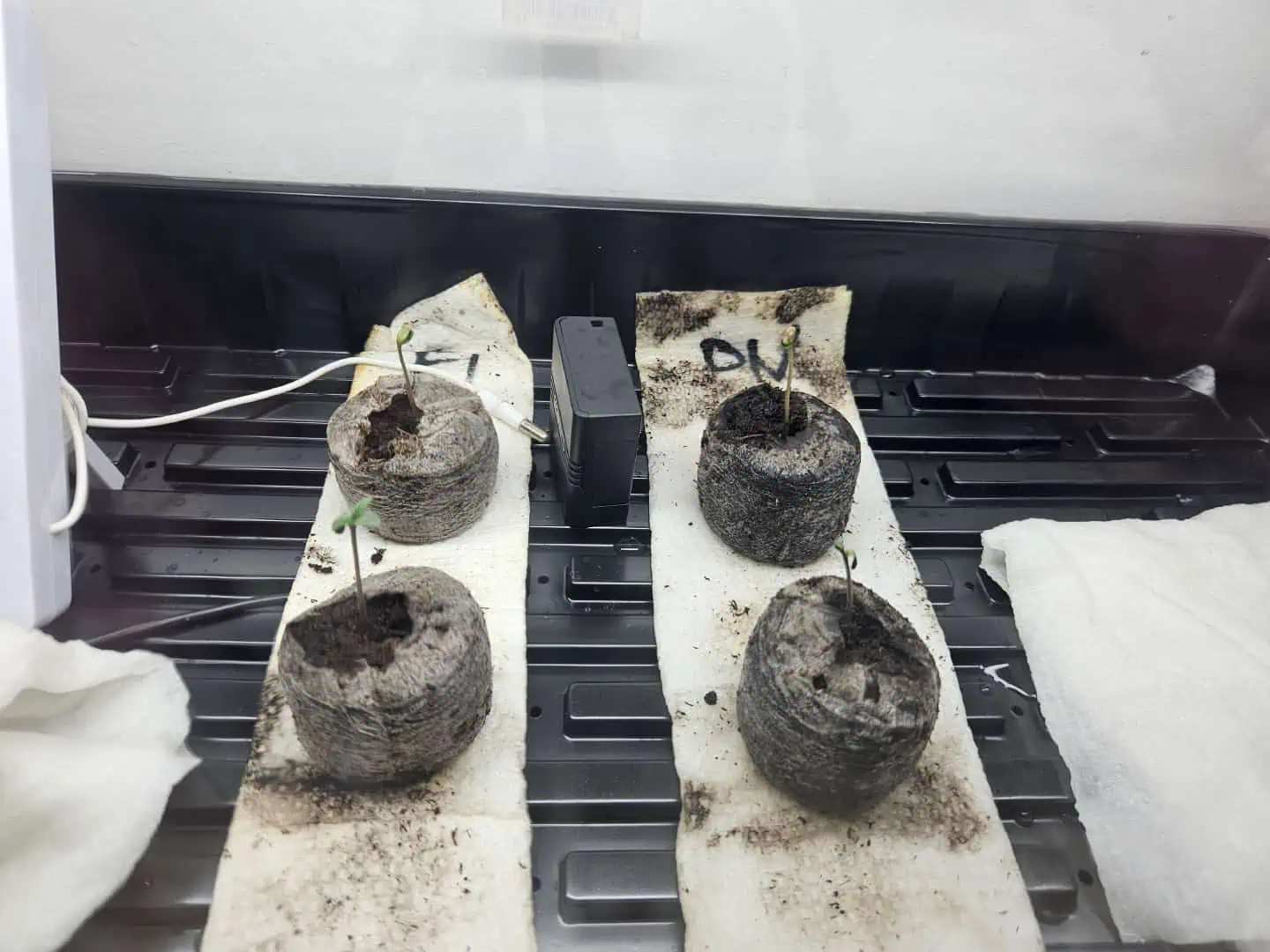 Grow #1 — germination, day 9