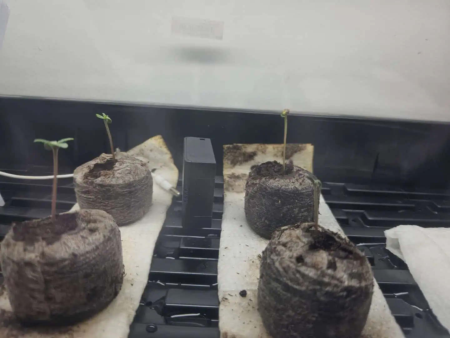 Grow #1 — germination, day 9