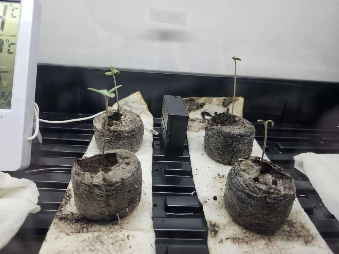 Grow #1 — seedling_rooting, day 11