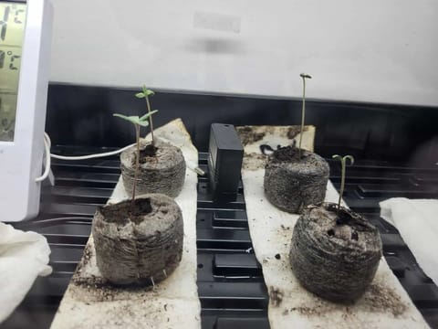 Grow #1 — seedling_rooting, day 11