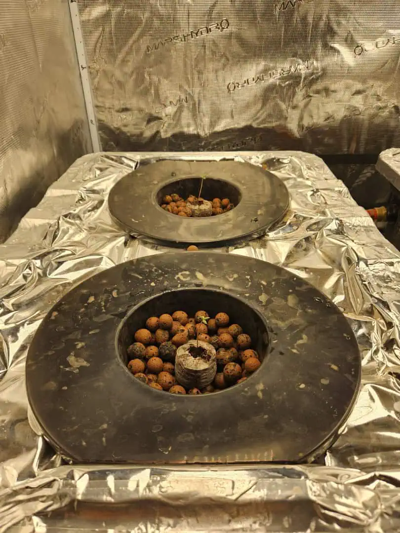 Grow #1 — seedling_rooting, day 11