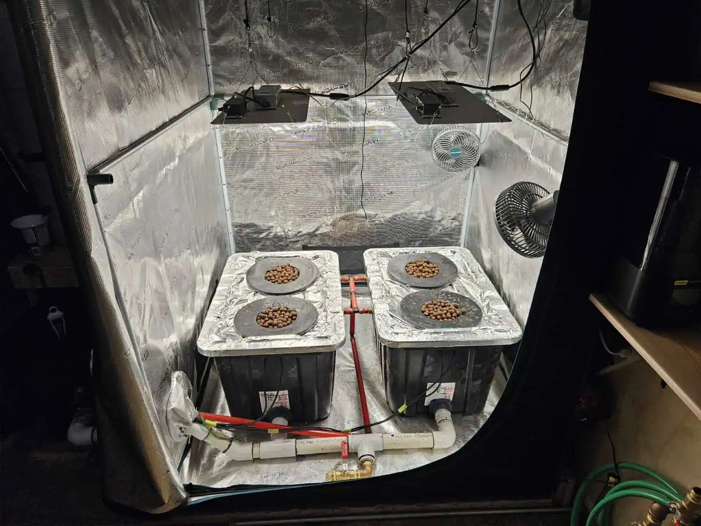 Grow #1 — seedling_rooting, day 11