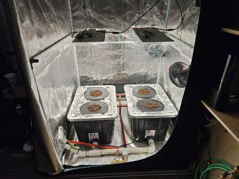 Grow #1 — seedling_rooting, day 11