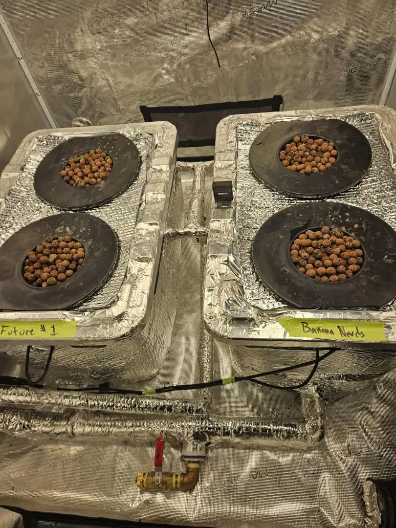 Grow #1 — seedling_rooting, day 14