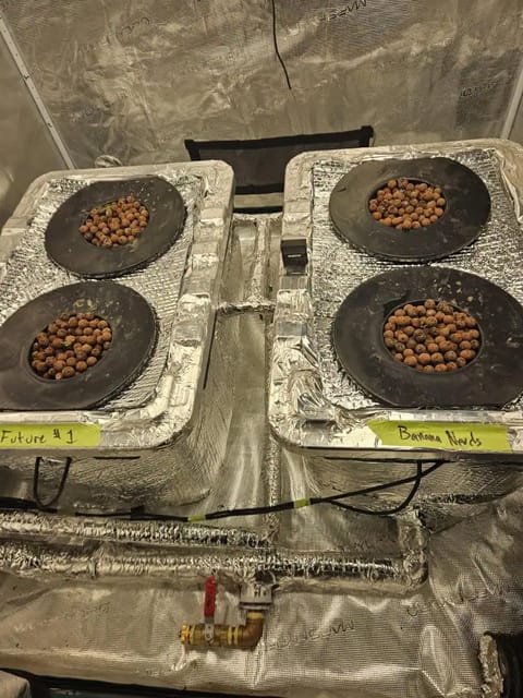 Grow #1 — seedling_rooting, day 14