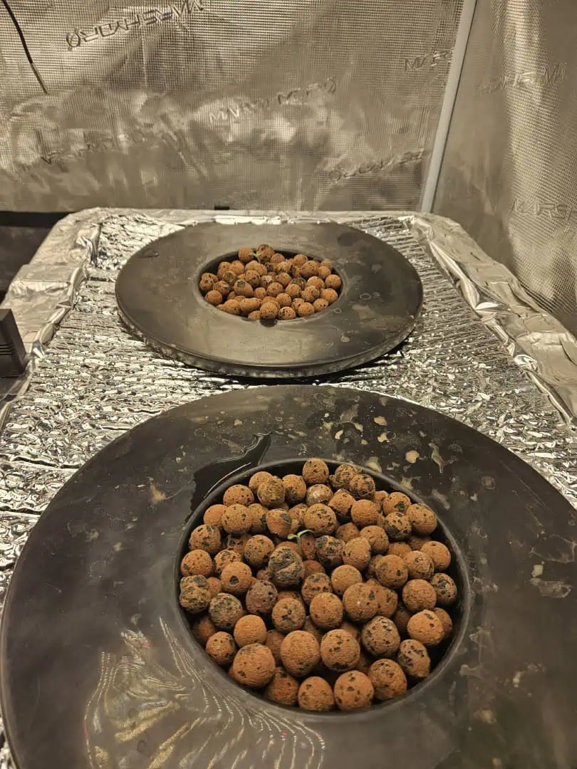 Grow #1 — seedling_rooting, day 14