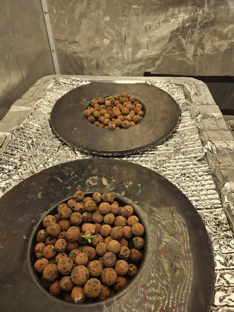 Grow #1 — seedling_rooting, day 14