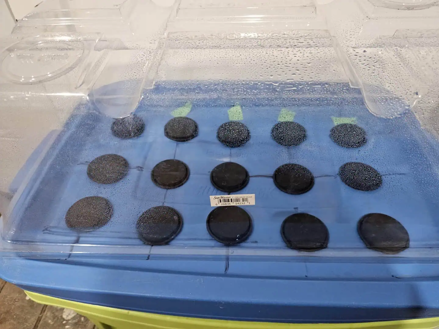 15 plant DWC — seedling_rooting, day 4