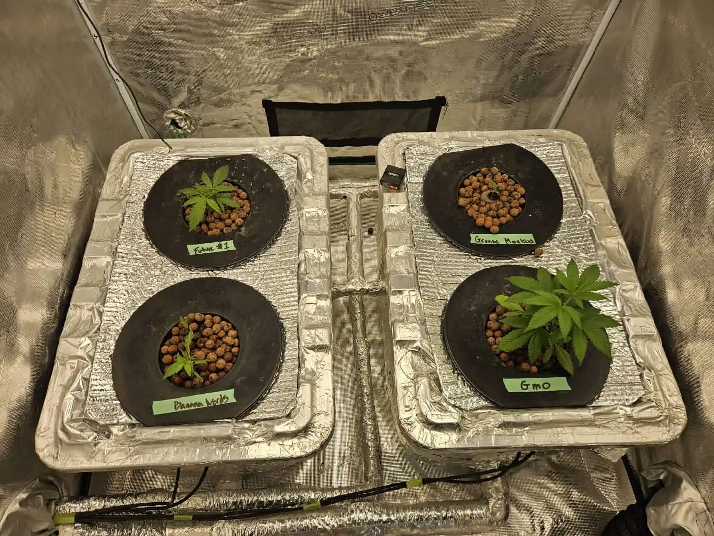 Grow #1 — seedling_rooting, day 31