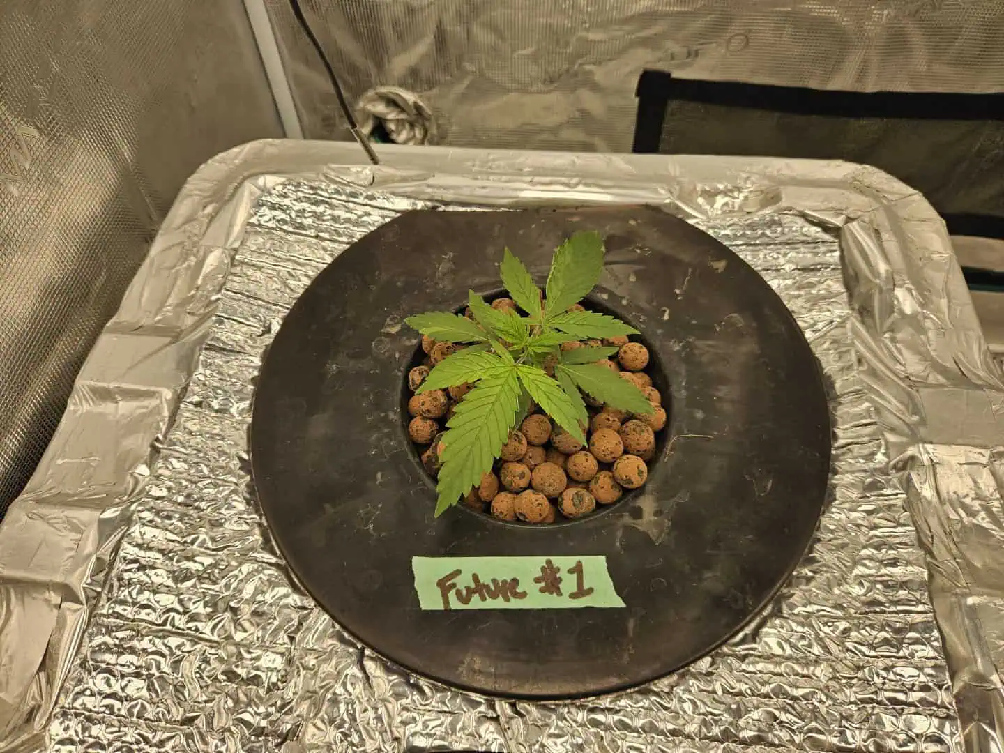 Grow #1 — seedling_rooting, day 31