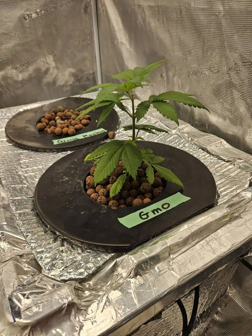 Grow #1 — seedling_rooting, day 31