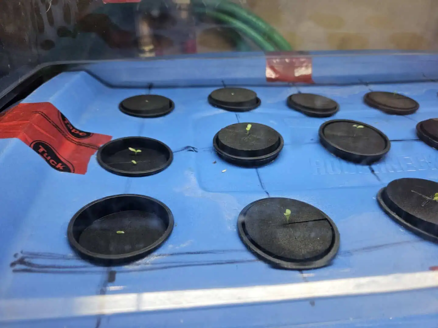 15 plant DWC — seedling_rooting, day 12