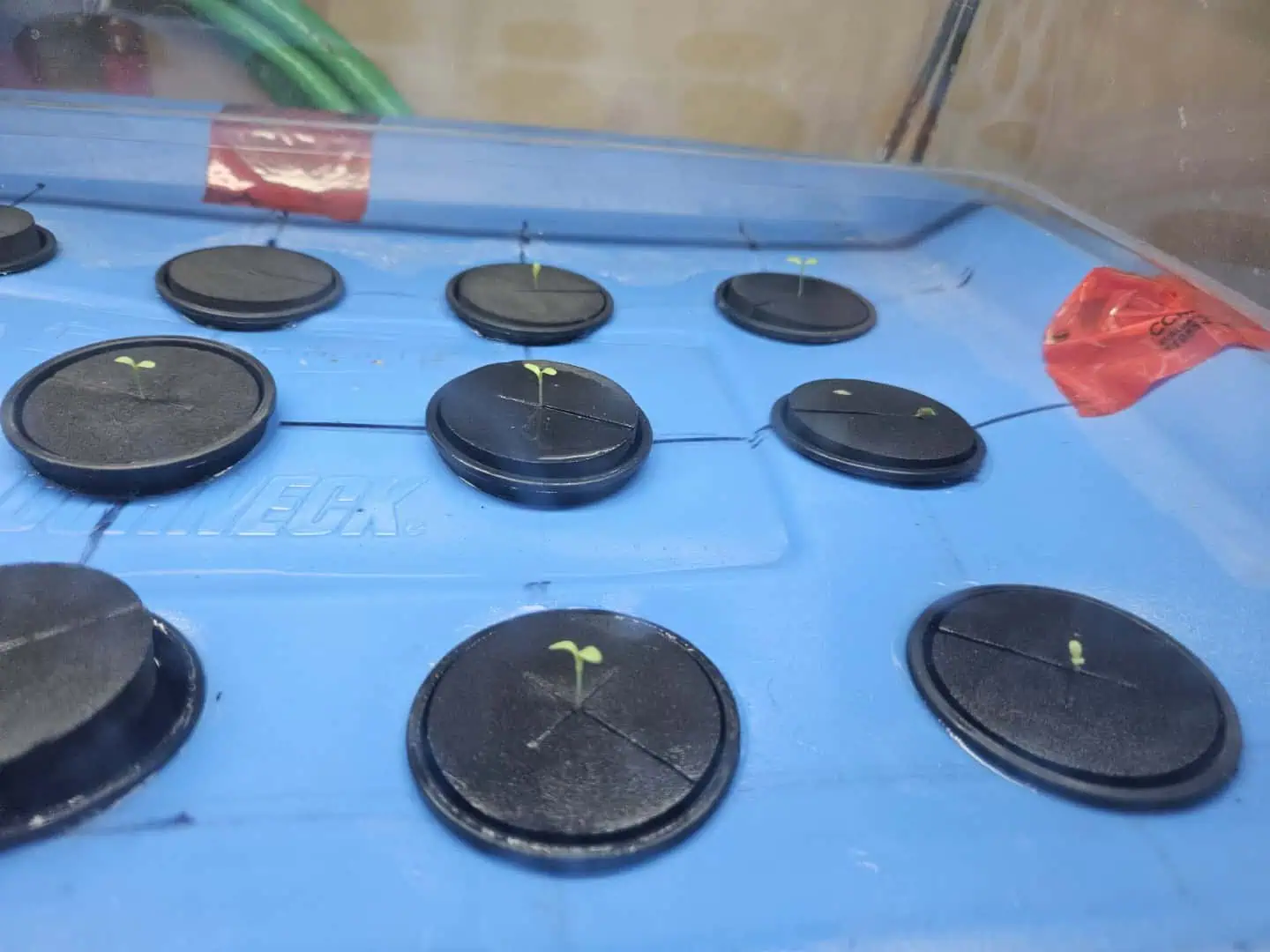 15 plant DWC — seedling_rooting, day 12