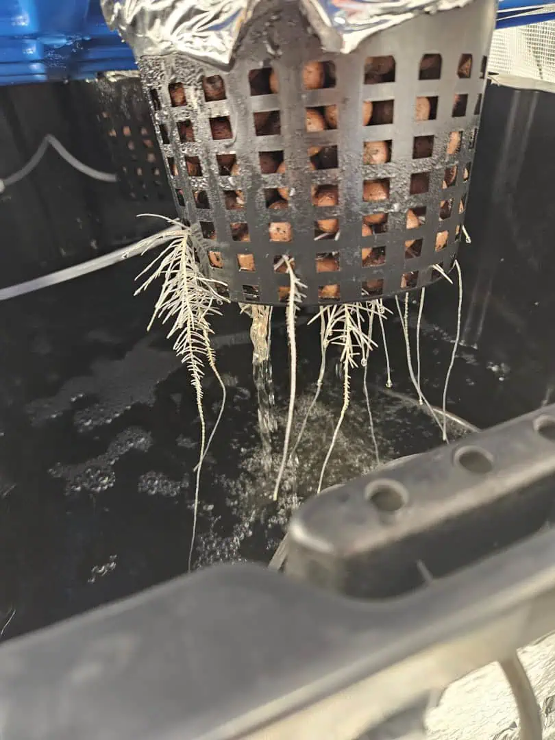 Grow #1 — seedling_rooting, day 32