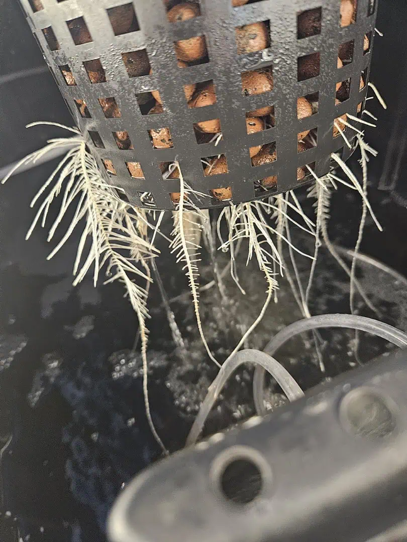 Grow #1 — seedling_rooting, day 32