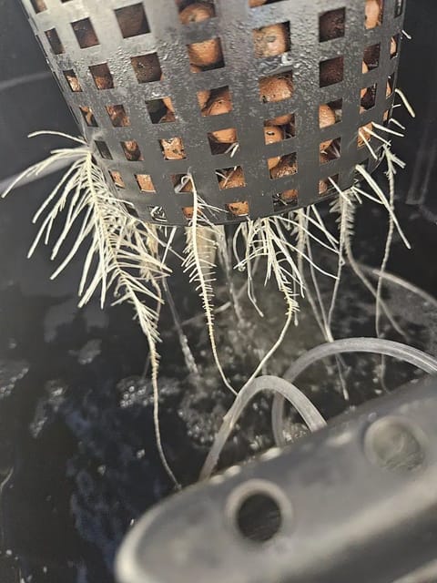 Grow #1 — seedling_rooting, day 32