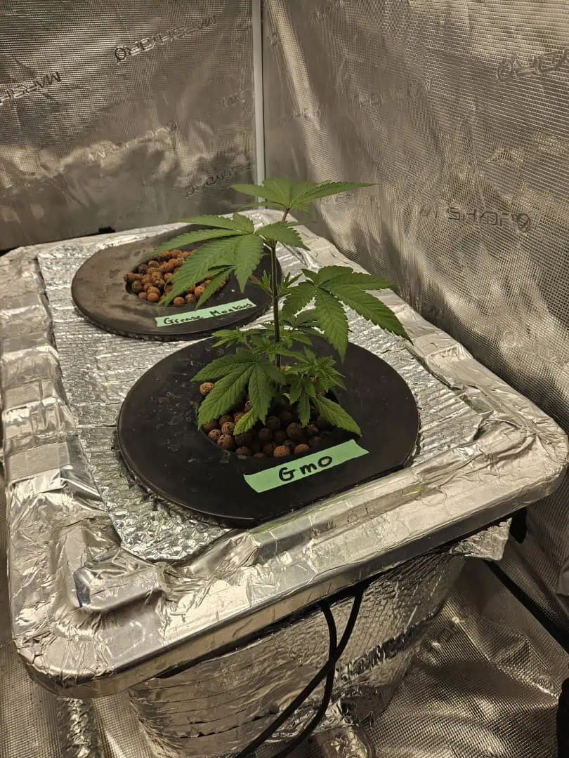 Grow #1 — seedling_rooting, day 32