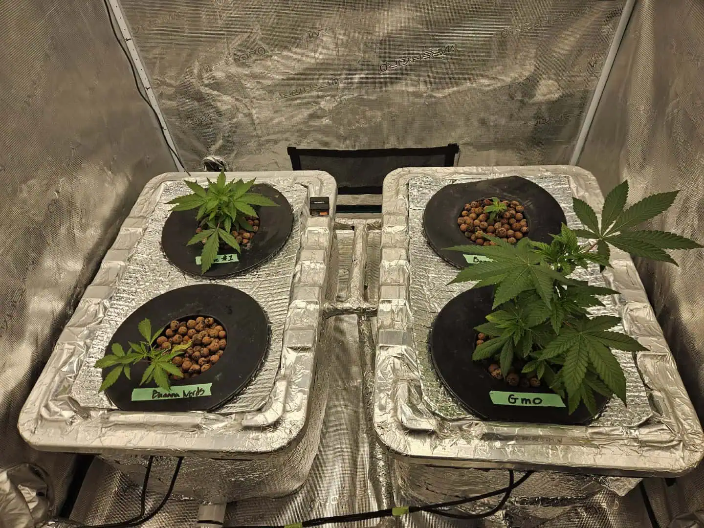 Grow #1 — vegetative, day 35