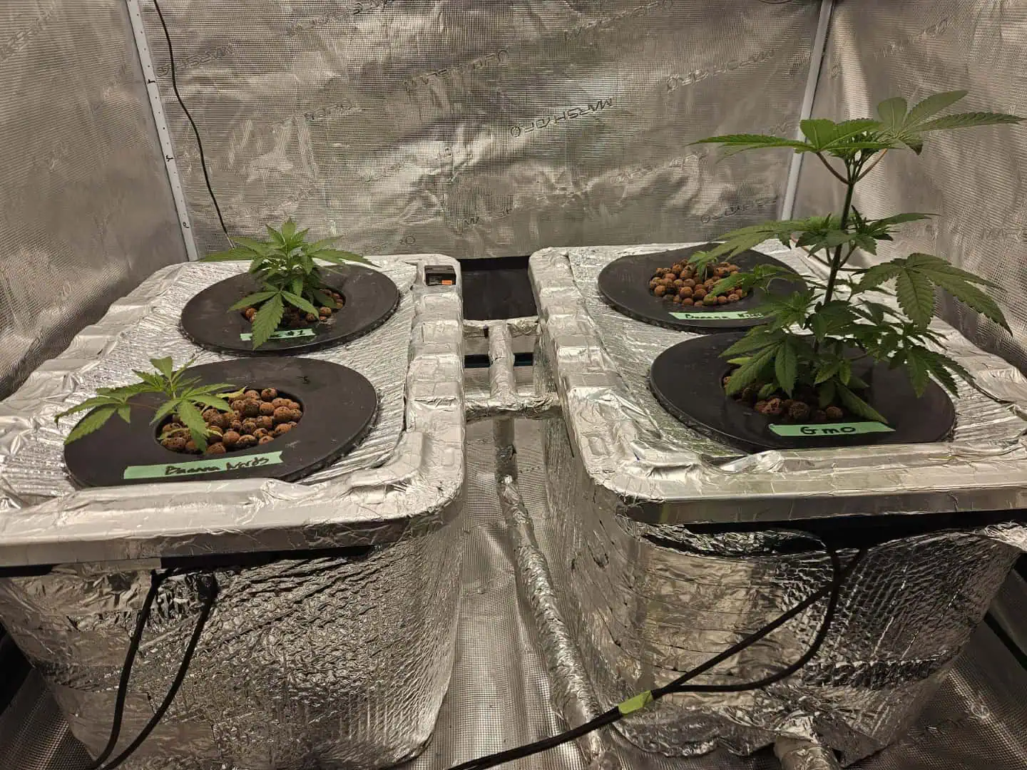 Grow #1 — vegetative, day 35