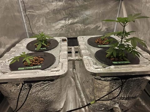 Grow #1 — vegetative, day 35