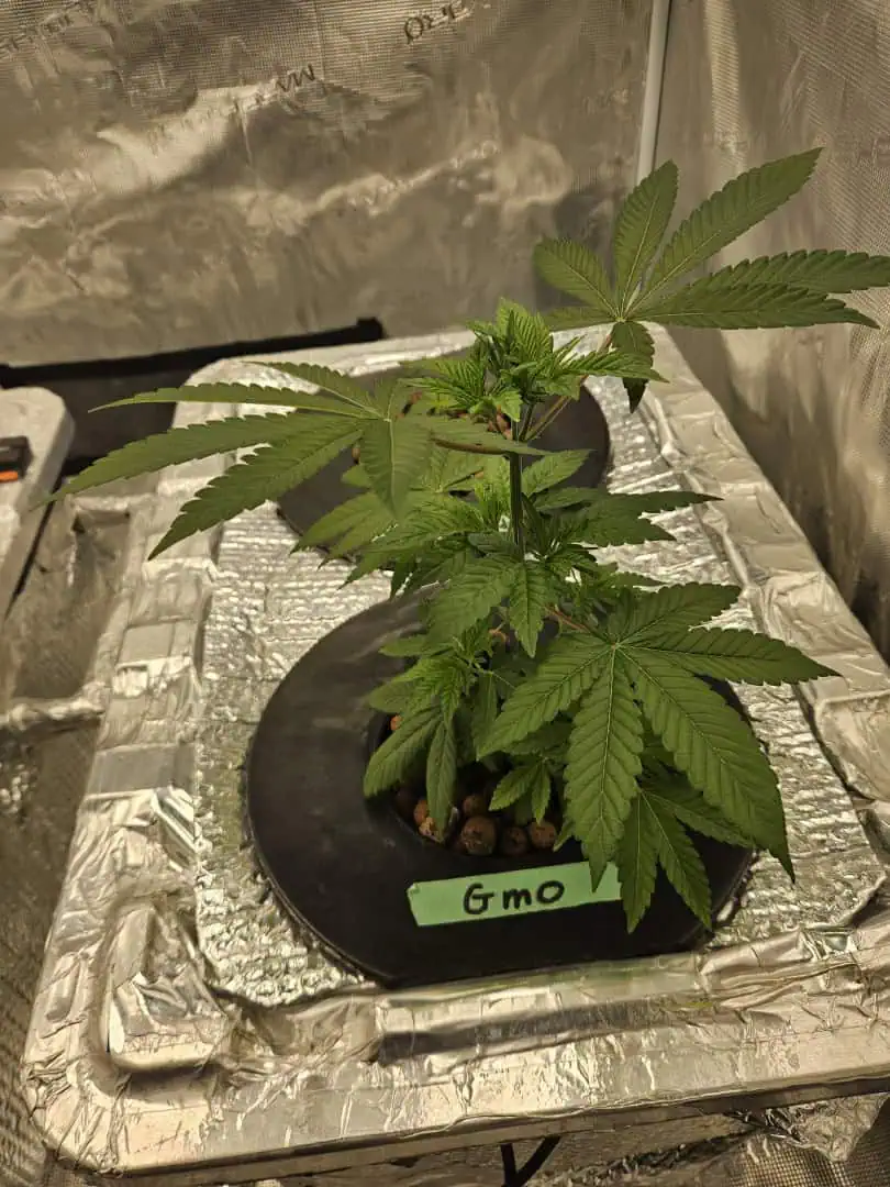 Grow #1 — vegetative, day 35