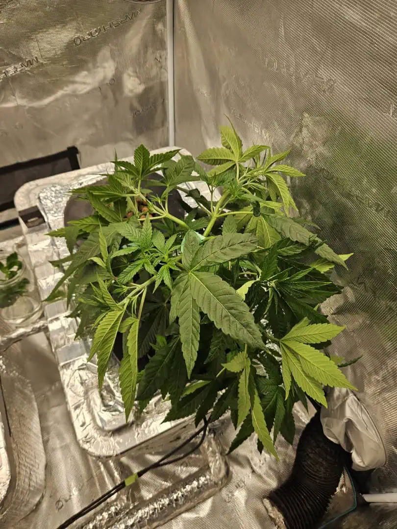 Grow #1 — vegetative, day 41