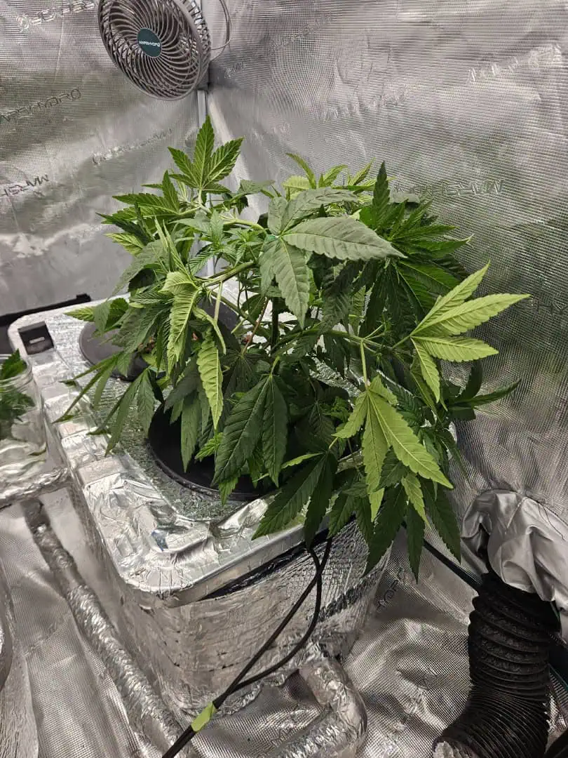 Grow #1 — vegetative, day 41