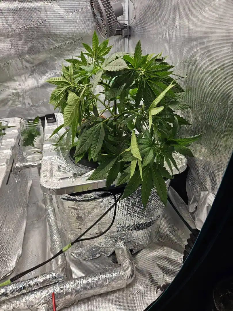 Grow #1 — vegetative, day 41