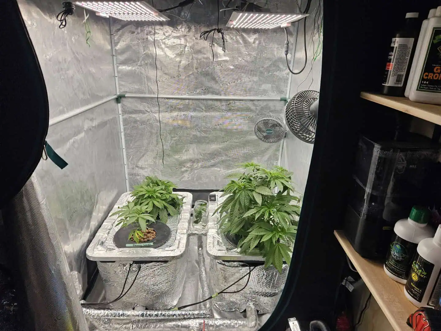 Grow #1 — vegetative, day 42