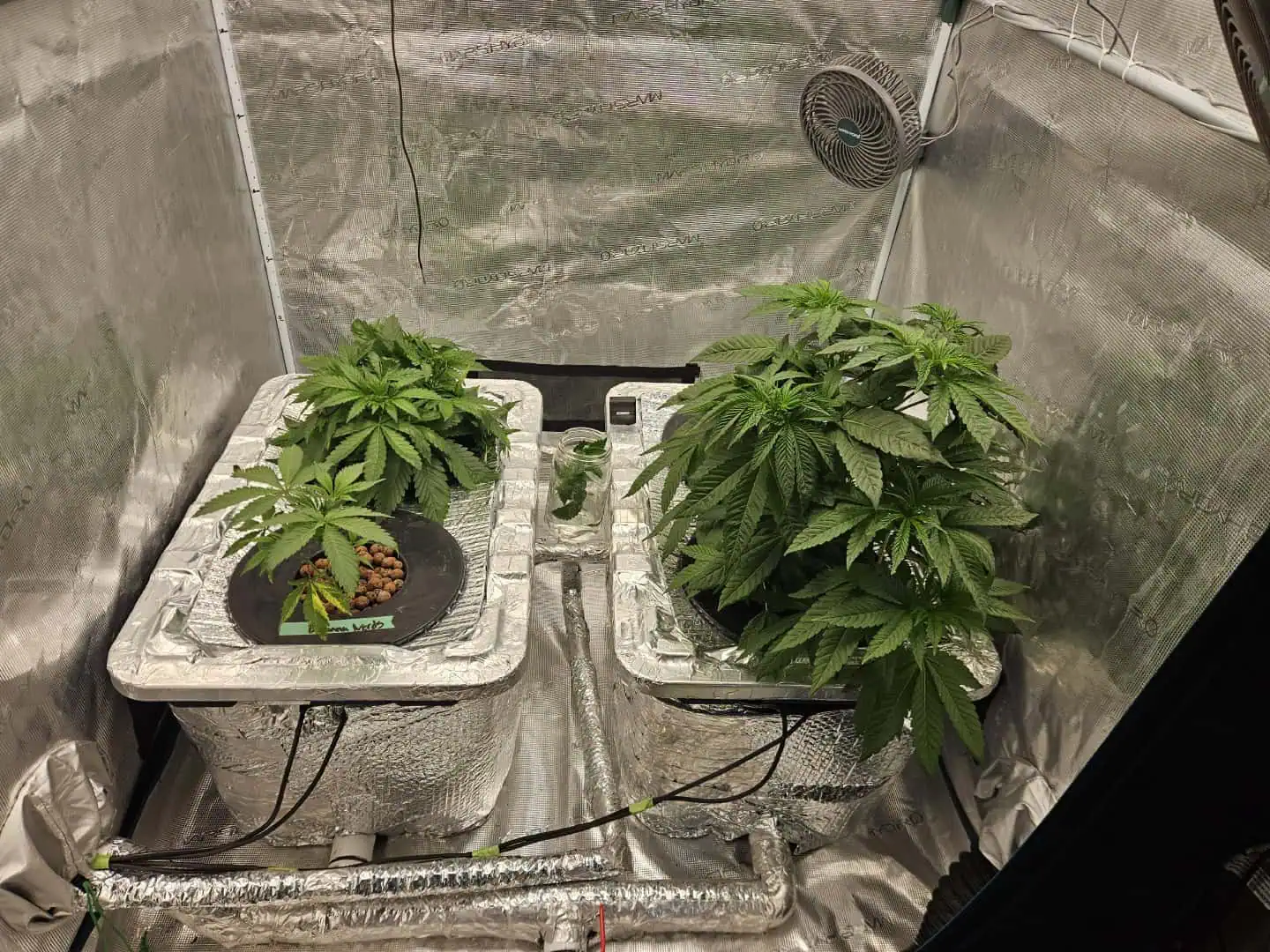 Grow #1 — vegetative, day 42
