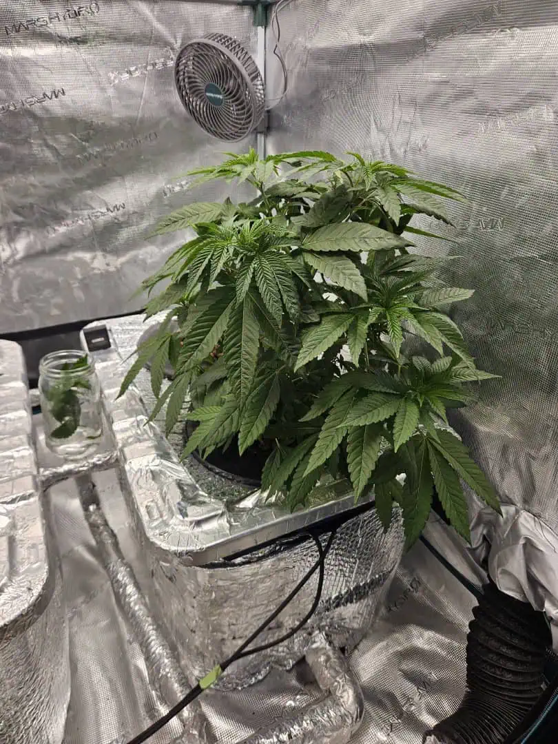 Grow #1 — vegetative, day 42