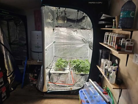 Grow #1 — vegetative, day 46