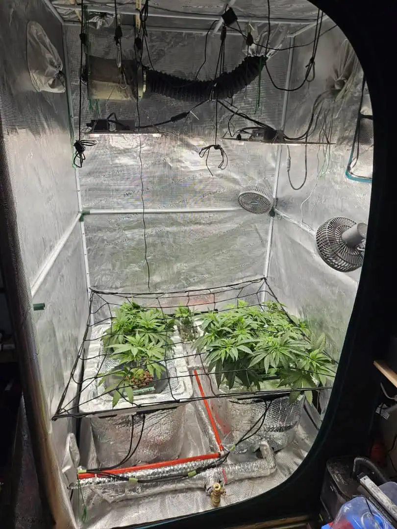 Grow #1 — vegetative, day 46