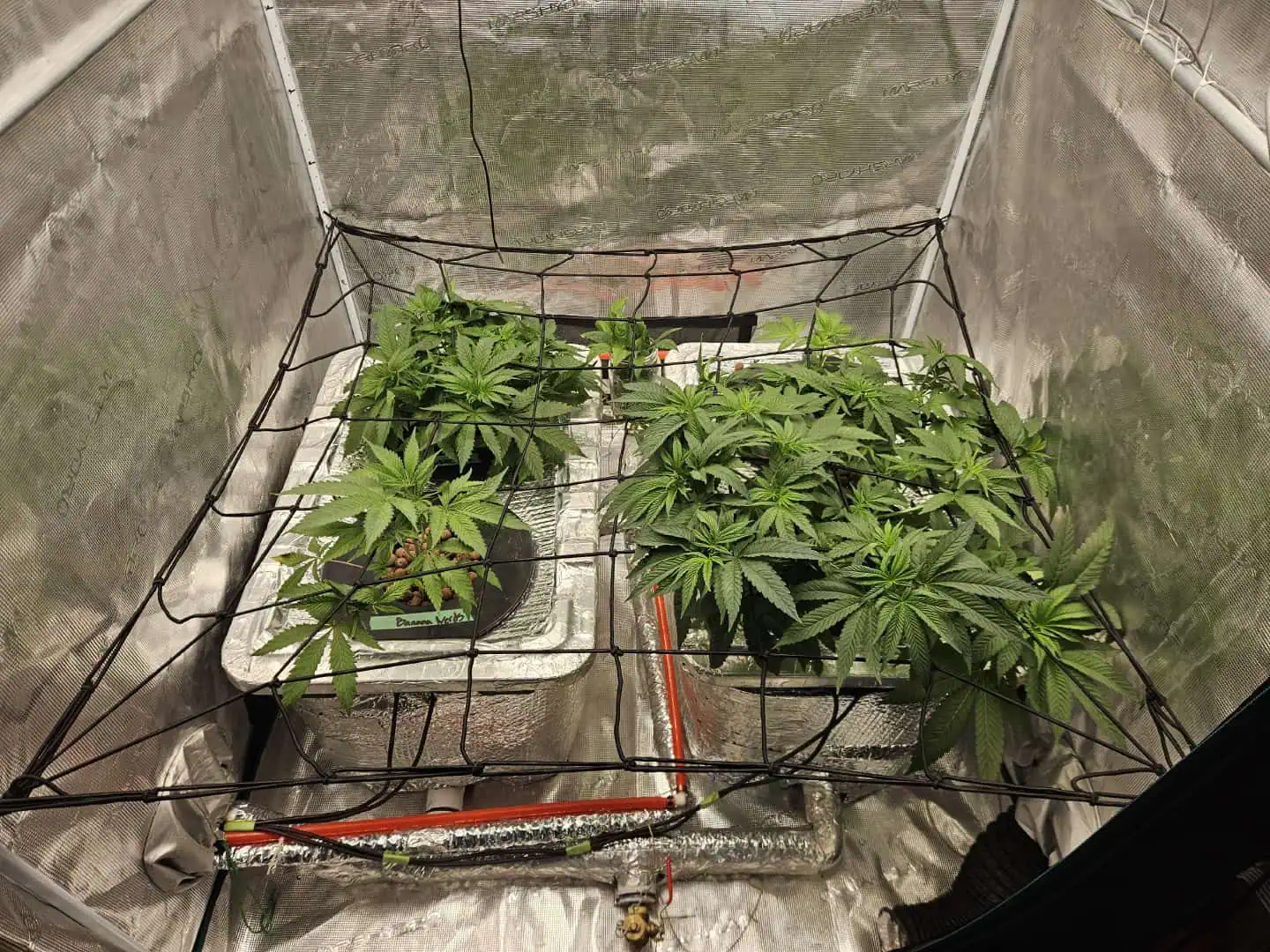 Grow #1 — vegetative, day 46