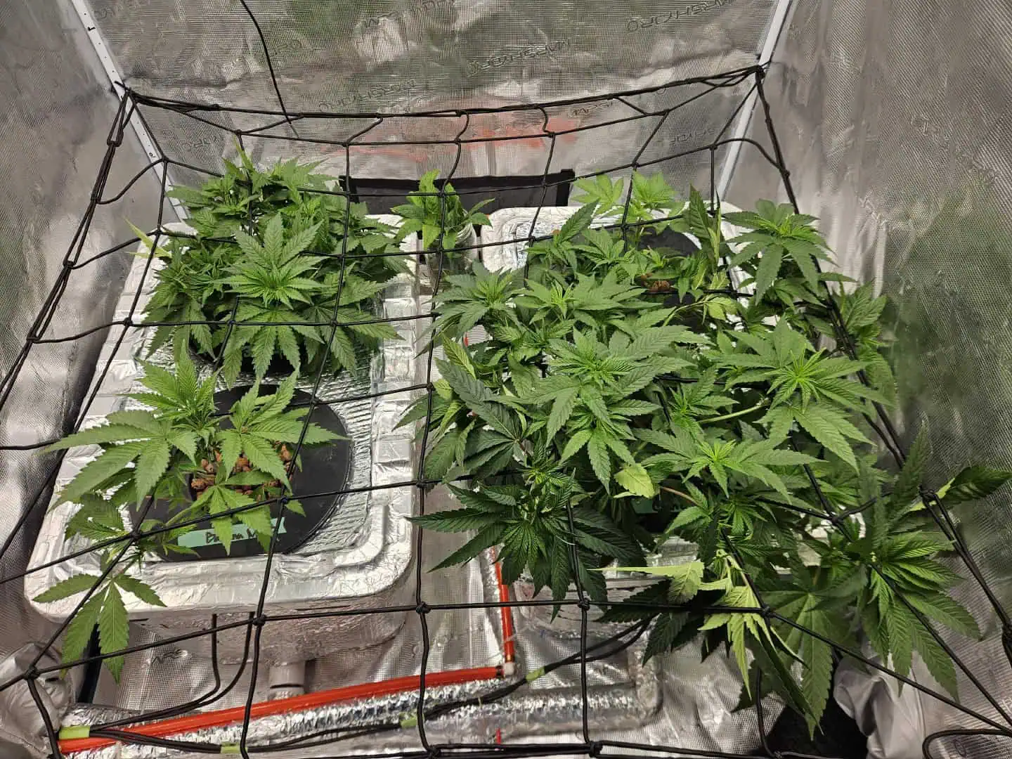 Grow #1 — vegetative, day 47