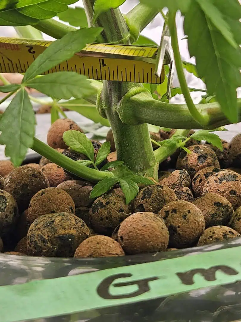 Grow #1 — vegetative, day 47