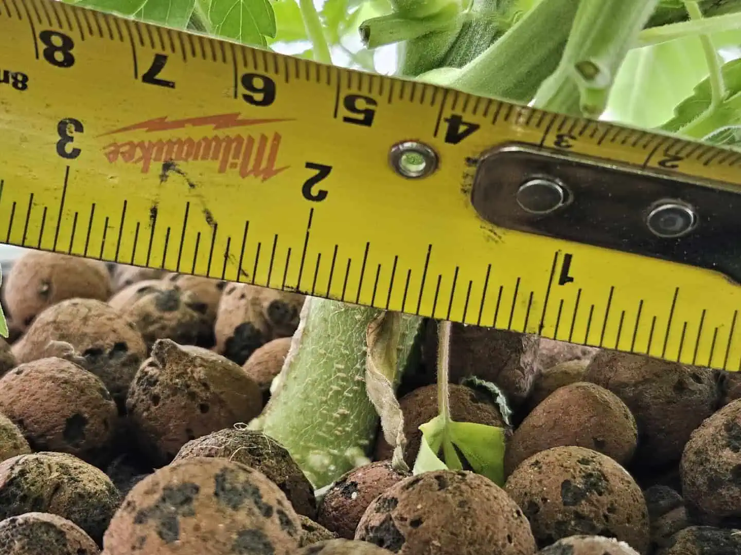 Grow #1 — vegetative, day 47