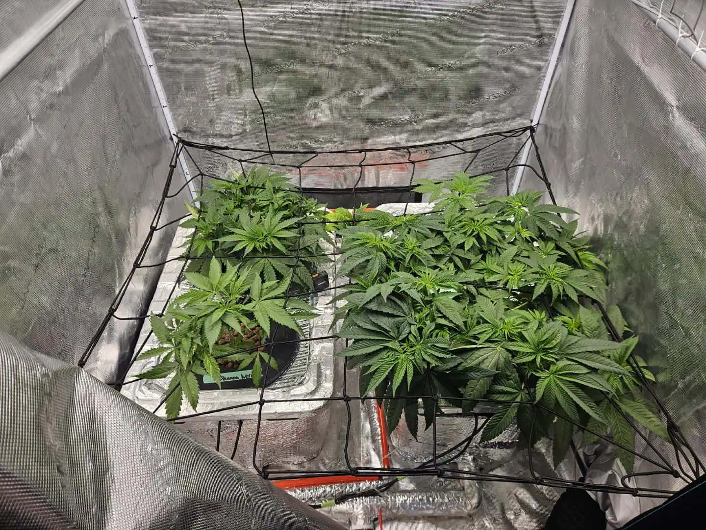 Grow #1 — vegetative, day 48