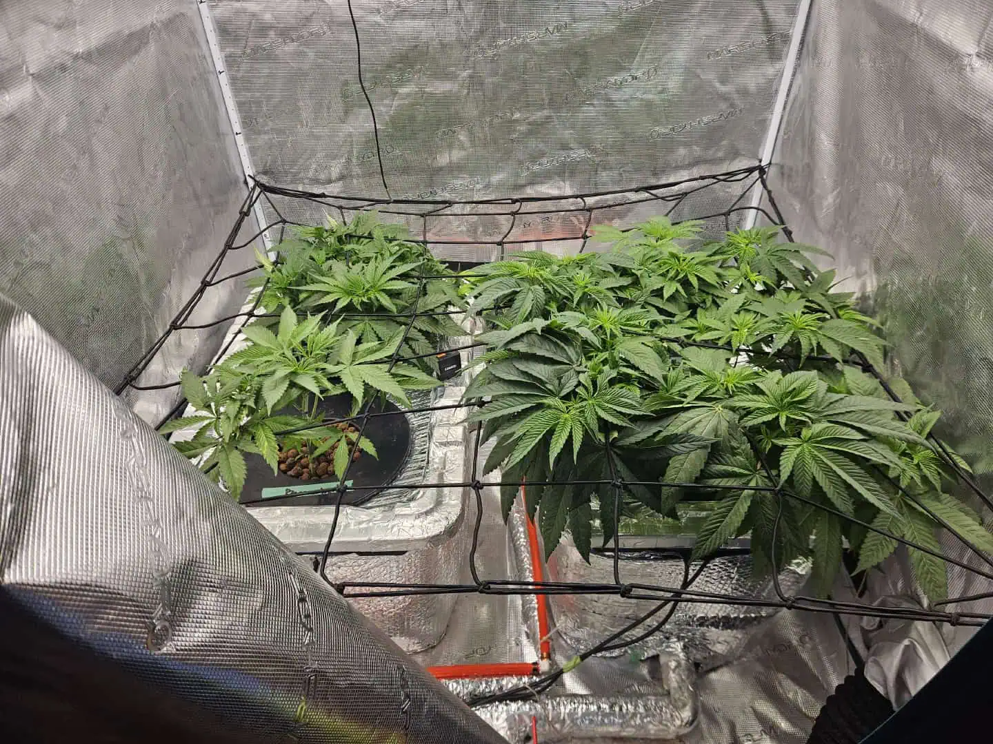 Grow #1 — vegetative, day 48