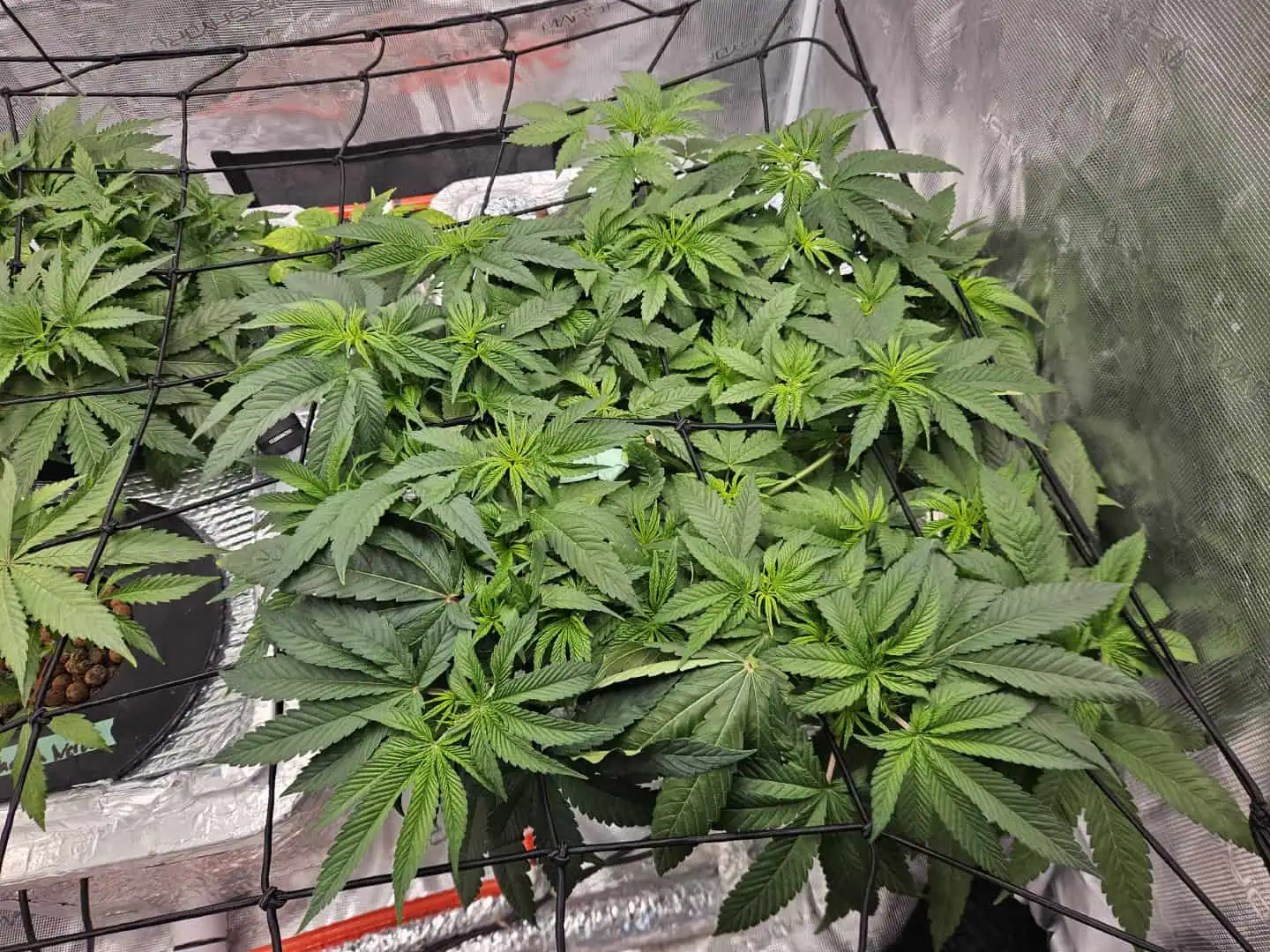 Grow #1 — vegetative, day 48