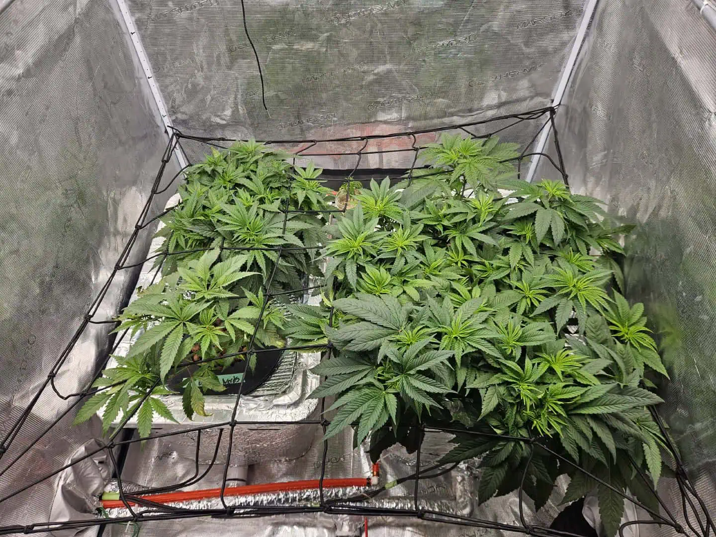 Grow #1 — vegetative, day 51