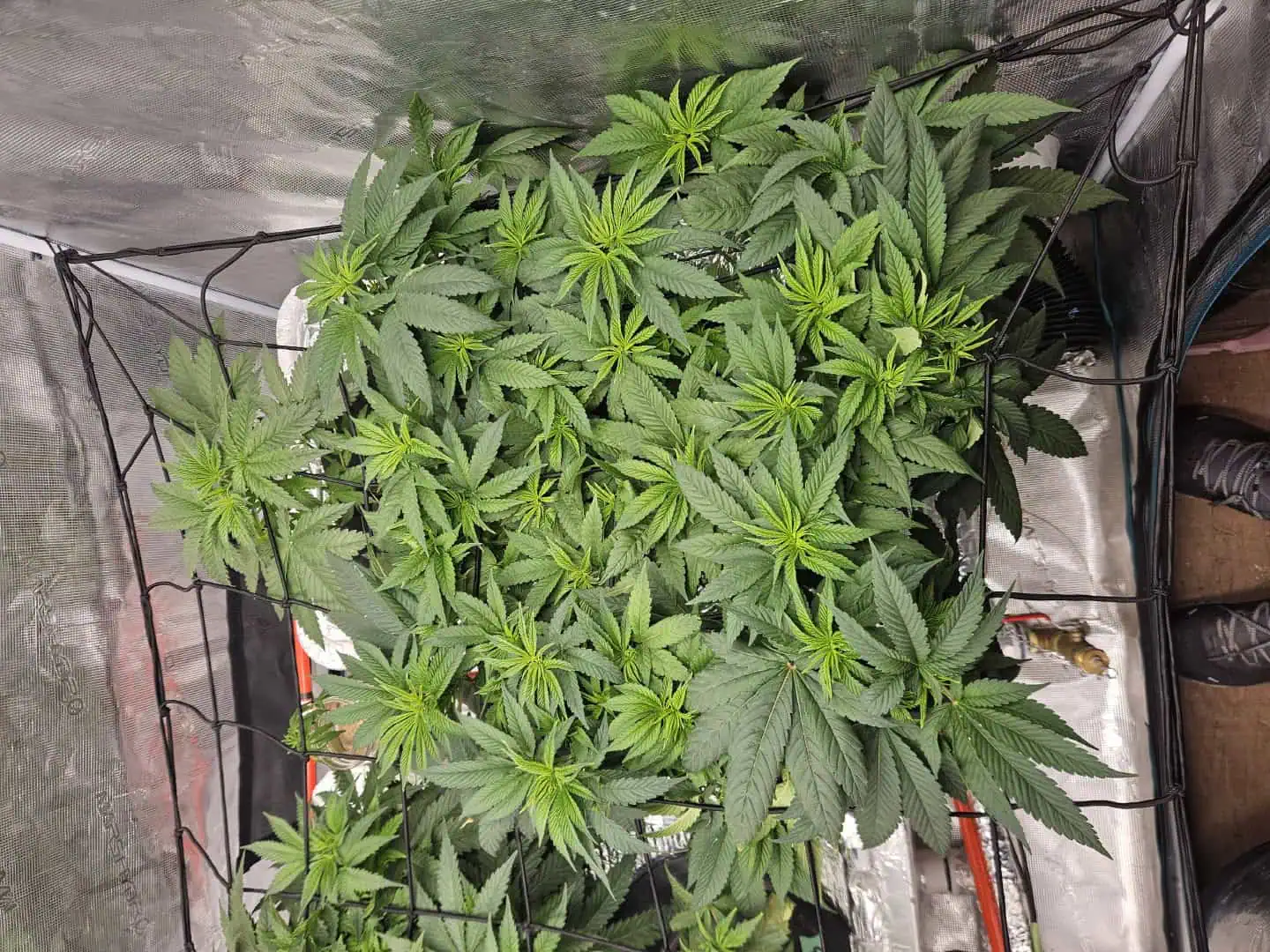 Grow #1 — vegetative, day 51
