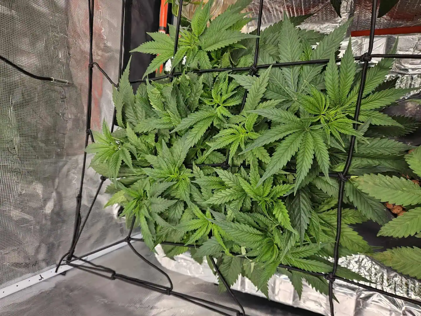 Grow #1 — vegetative, day 51
