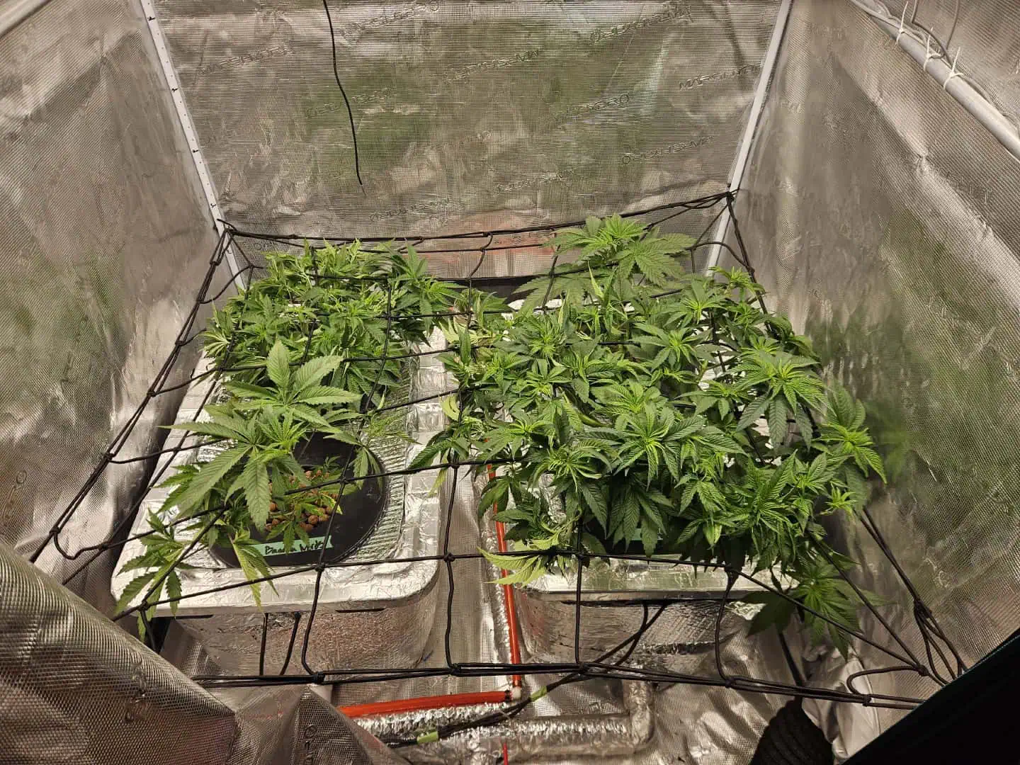 Grow #1 — vegetative, day 52