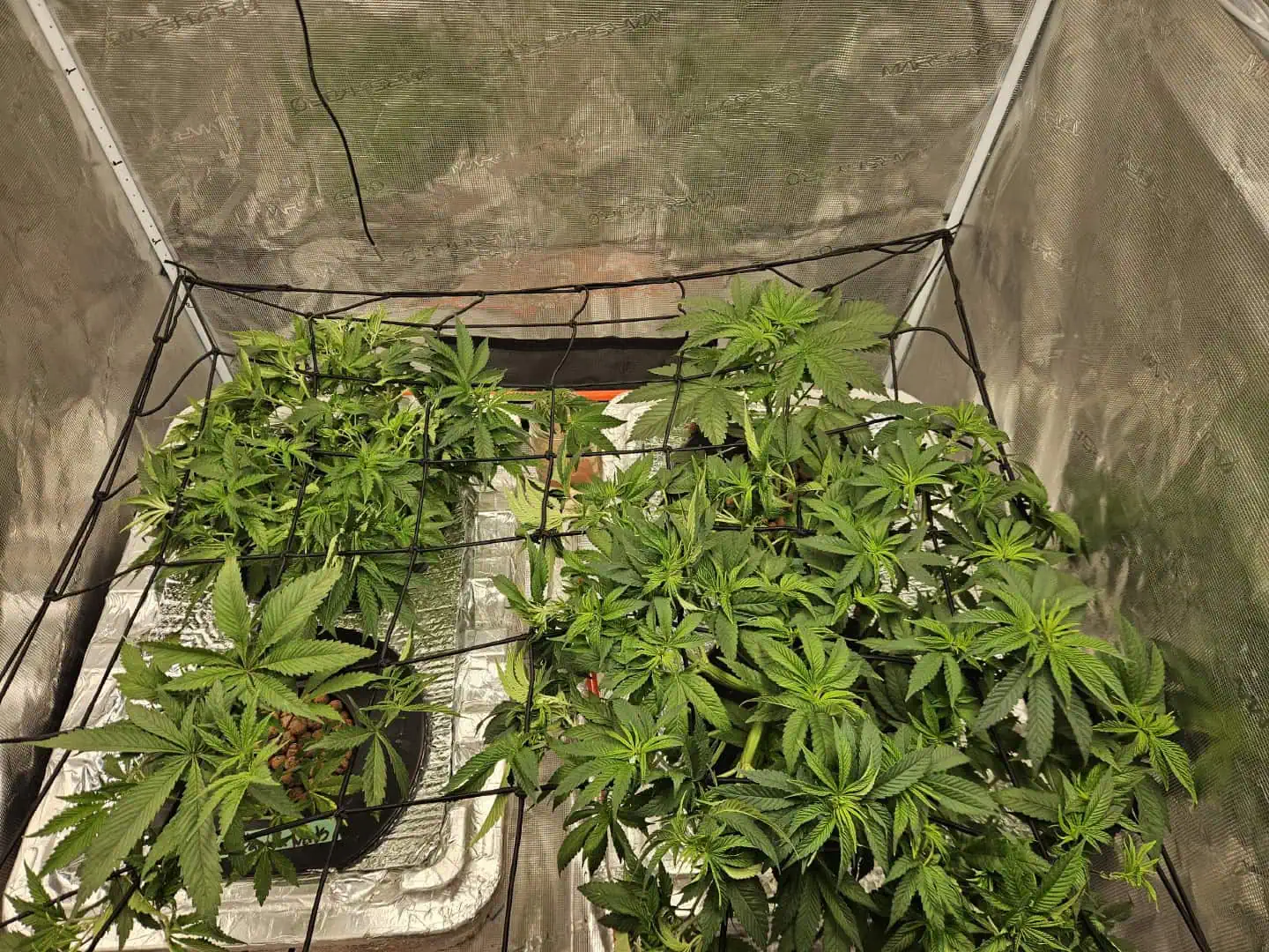 Grow #1 — vegetative, day 52