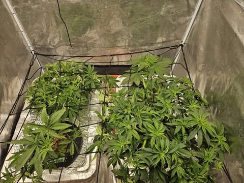 Grow #1 — vegetative, day 52