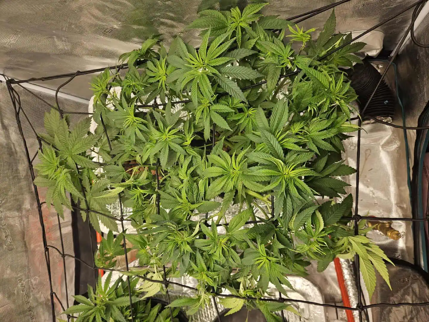 Grow #1 — vegetative, day 52