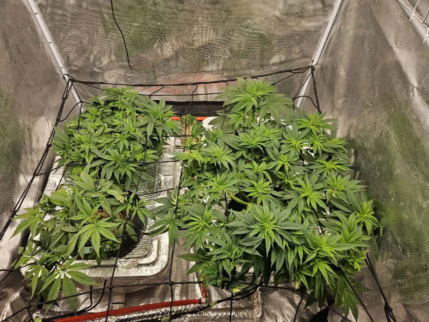 Grow #1 — vegetative, day 53