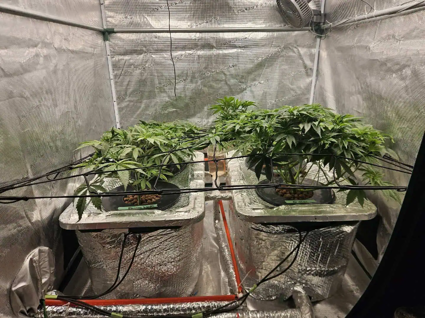 Grow #1 — vegetative, day 53